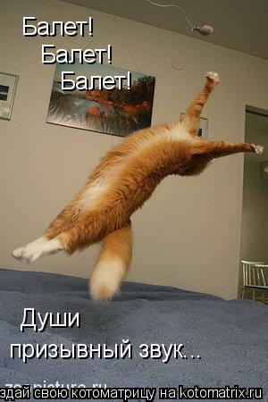 Котоматрица: Балет! Балет! Балет! призывный звук... Души