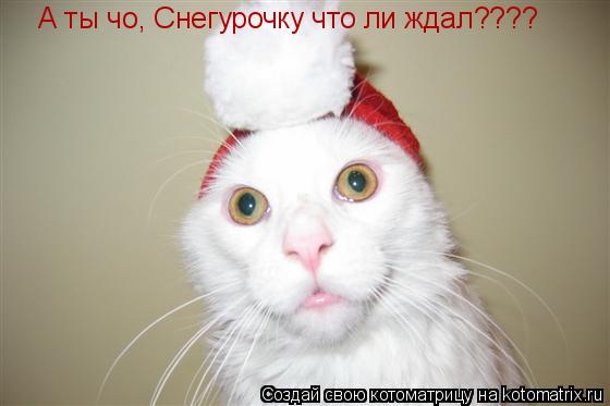А ты чо, Снегурочку что ли ждал????... Котоматрица: А ты чо, Снегурочку что ли ждал????