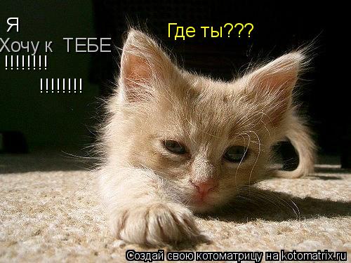 Котоматрица: Где ты??? Я Хочу к  ТЕБЕ !!!!!!!! !!!!!!!!