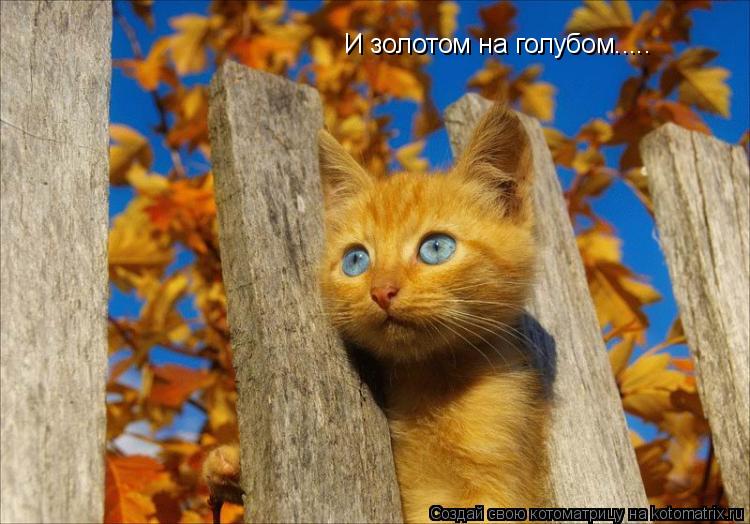 И золотом на голубом........ Котоматрица: И золотом на голубом.....