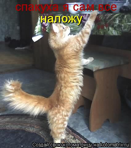 Котоматрица: спакуха я сам все наложу