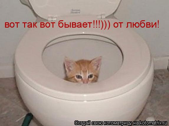 вот так вот бывает!!!))) от любви!... Котоматрица: вот так вот бывает!!!))) от любви!