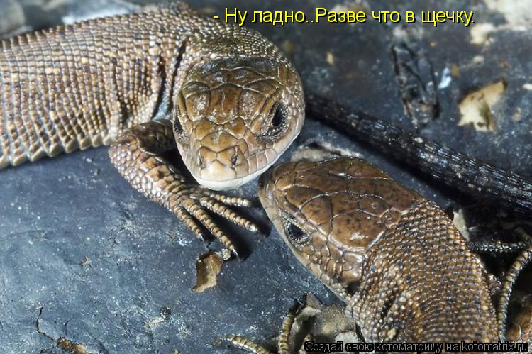 Котоматрица: - Ну ладно..Разве что в щечку.