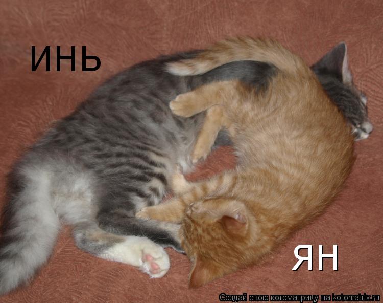 Котоматрица: ИНЬ ЯН