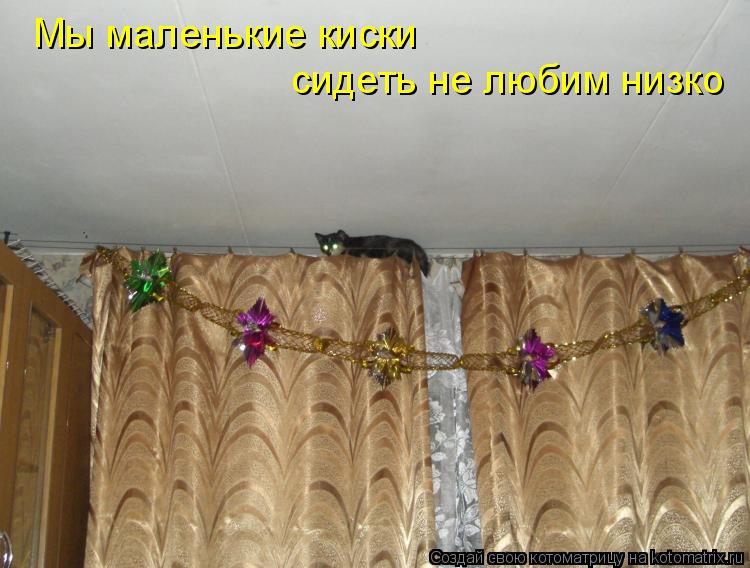 Мы маленькие киски сидеть не любим низко... Котоматрица: Мы маленькие киски сидеть не любим низко