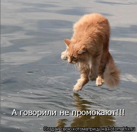 Котоматрица: А говорили не промокают!!!