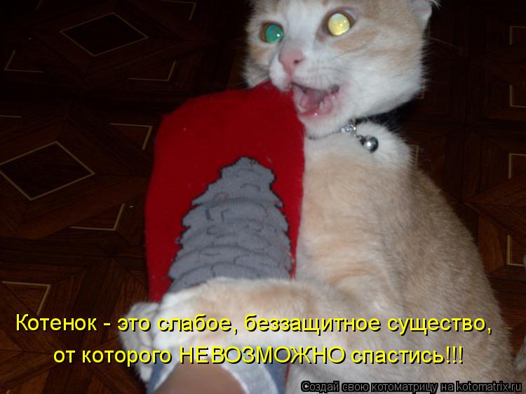 Котенок - это слабое, беззащитное существо, от которого НЕВОЗМОЖНО спастись!!!... Котоматрица: Котенок - это слабое, беззащитное существо, от которого НЕВОЗМОЖНО спастись!!!