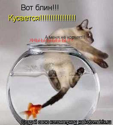 Вот блин!!! Кусается!!!!!!!!!!!!!!!! А меня не кормят!! ХНЫ-Ы-Ы-ЫЫ-Ы-!!!!... Котоматрица: Вот блин!!! Кусается!!!!!!!!!!!!!!!! А меня не кормят!! ХНЫ-Ы-Ы-ЫЫ-Ы-!!!!