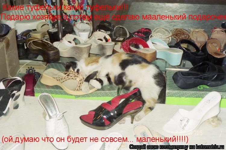 Котоматрица: Какие туфельки,какие туфельки!!! Подарю хозяйке,а потом ещё сделаю мааленький подарочек!!! (ой,думаю что он будет не совсем... маленький!!!!)