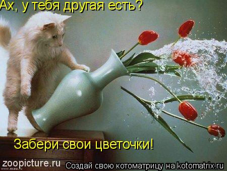 Ах, у тебя другая есть? Забери свои цветочки!... Котоматрица: Ах, у тебя другая есть? Забери свои цветочки!