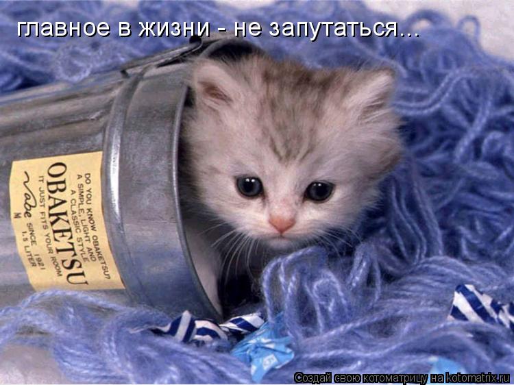 Котоматрица: главное в жизни - не запутаться...