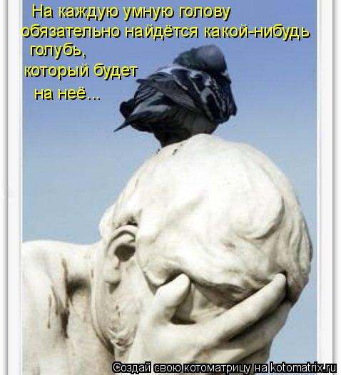 Котоматрица: На каждую умную голову обязательно найдётся какой-нибудь голубь, который будет на неё...