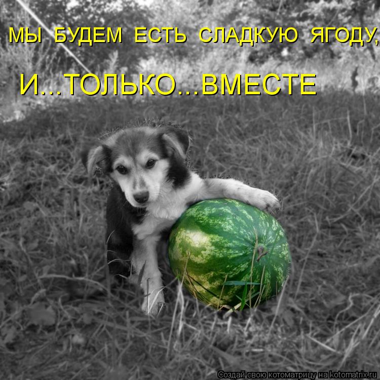 МЫ БУДЕМ ЕСТЬ СЛАДКУЮ ЯГОДУ, И...ТОЛЬКО...ВМЕСТЕ... Котоматрица: МЫ БУДЕМ ЕСТЬ СЛАДКУЮ ЯГОДУ, И...ТОЛЬКО...ВМЕСТЕ