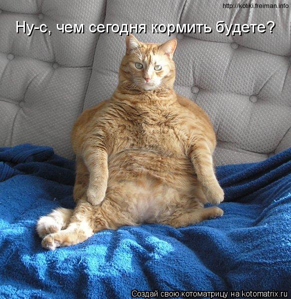 Котоматрица: Ну-с, чем сегодня кормить будете?