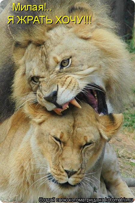 Котоматрица: Милая!.. Я ЖРАТЬ ХОЧУ!!!