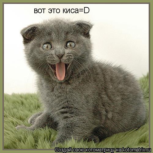 Котоматрица: вот это киса=D