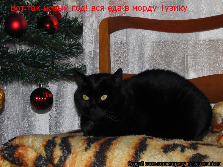 Вот так новый год! вся еда в морду Тузику... Котоматрица: Вот так новый год! вся еда в морду Тузику