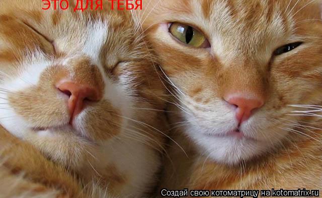 Котоматрица: ЭТО ДЛЯ ТЕБЯ