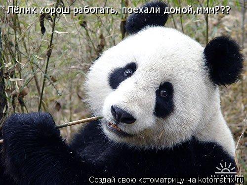 Котоматрица: Лёлик хорош работать, поехали домой,ммм???