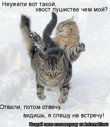 Котоматрица: Неужели вот такой,  хвост пушистее чем мой? Отвали, потом отвечу видишь, я спешу на встречу! ...