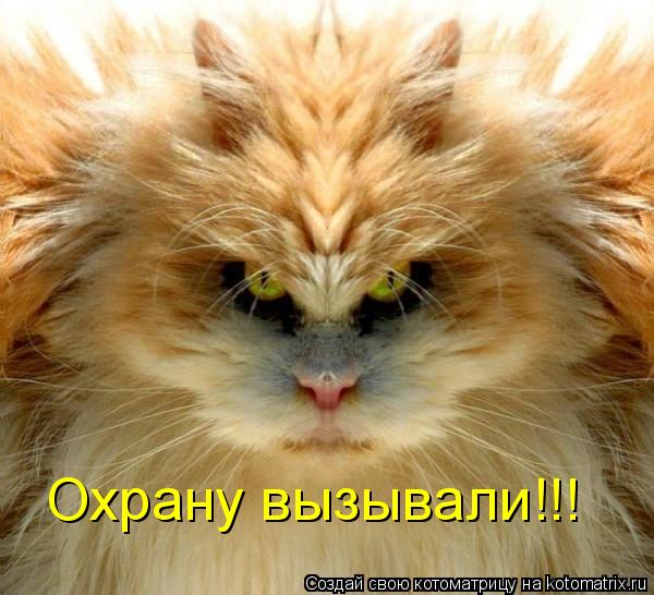 Охрану вызывали!!!... Котоматрица: Охрану вызывали!!!