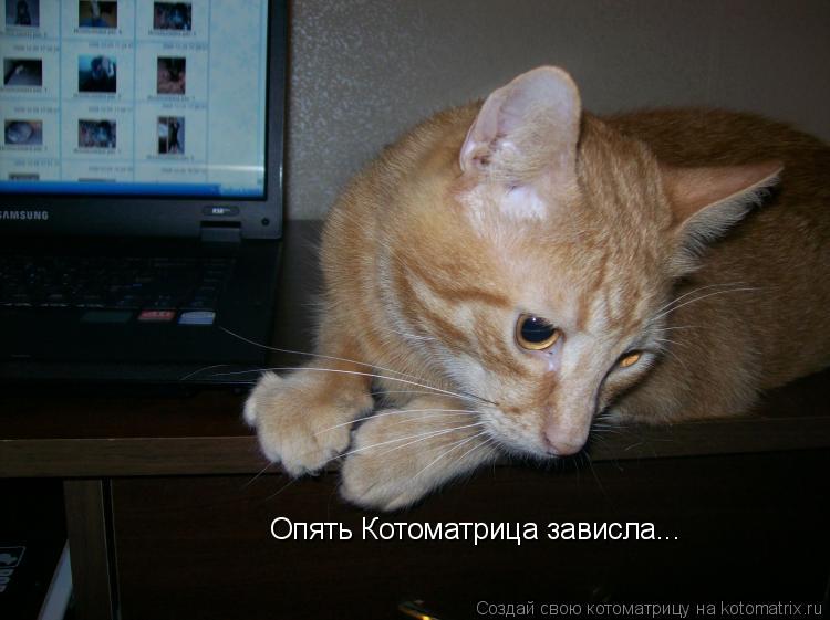 Котоматрица: Опять Котоматрица зависла...
