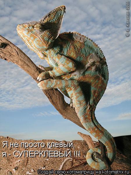 Котоматрица: Я не просто клевый, я - СУПЕРКЛЕВЫЙ !!!