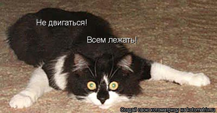 Не двигаться! Всем лежать!... Котоматрица: Не двигаться! Всем лежать!