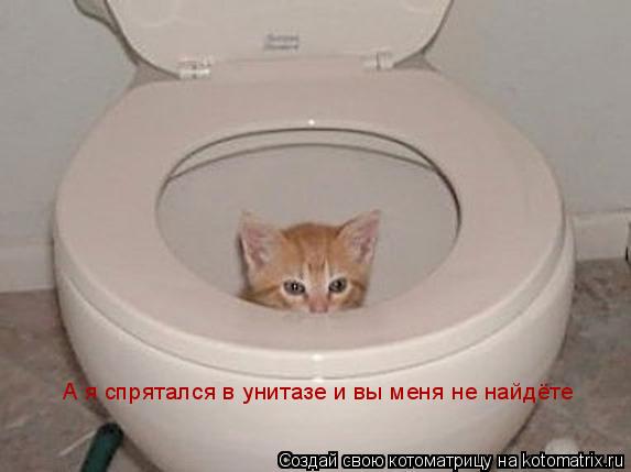 Котоматрица: А я спрятался в унитазе и вы меня не найдёте