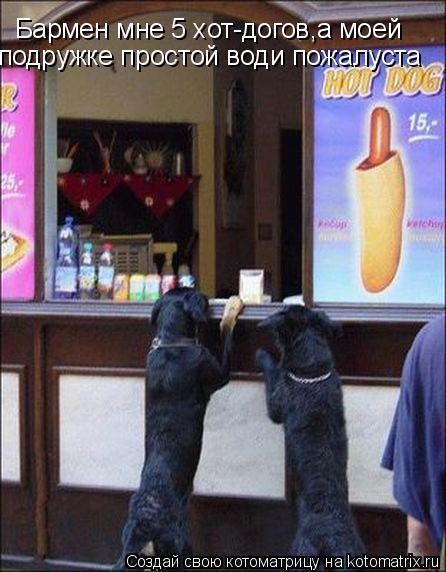 Бармен мне 5 хот-догов,а моей подружке простой води пожалуста... Котоматрица: Бармен мне 5 хот-догов,а моей подружке простой води пожалуста