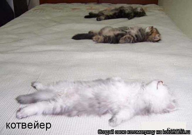котвейер... Котоматрица: котвейер