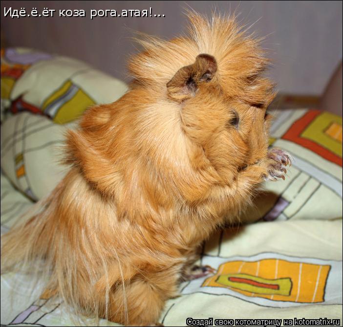 Идё.ё.ёт коза рога.атая!...... Котоматрица: Идё.ё.ёт коза рога.атая!...