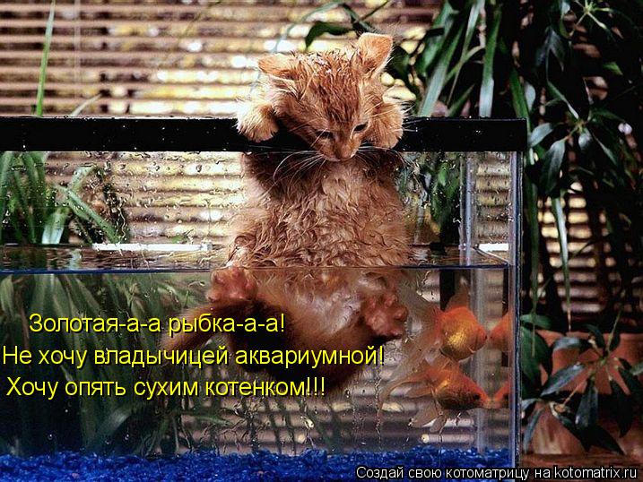 Золотая-а-а рыбка-а-а! Не хочу владычицей аквариумной! Хочу опять сухим котенком!!!... Котоматрица: Золотая-а-а рыбка-а-а! Не хочу владычицей аквариумной! Хочу опять сухим котенком!!!