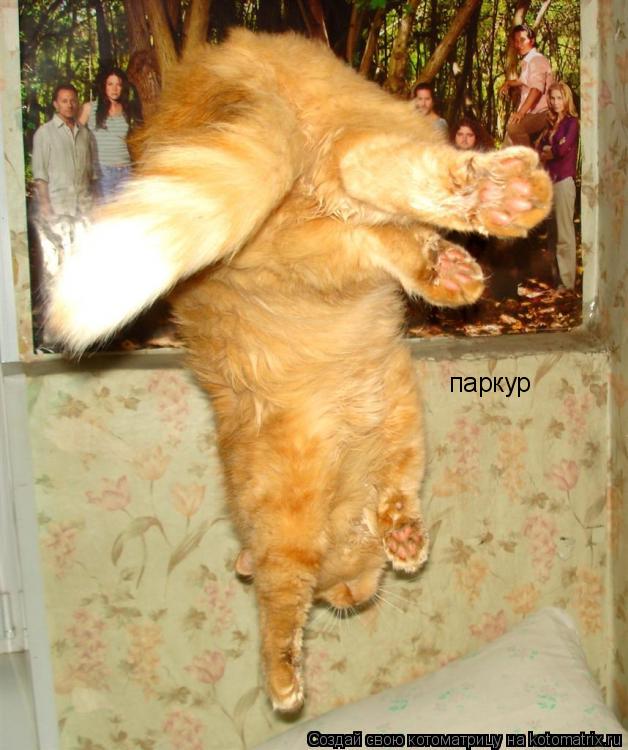 Котоматрица: паркур