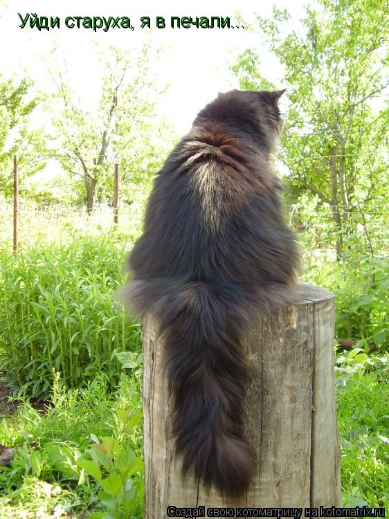 Уйди старуха, я в печали...... Котоматрица: Уйди старуха, я в печали...