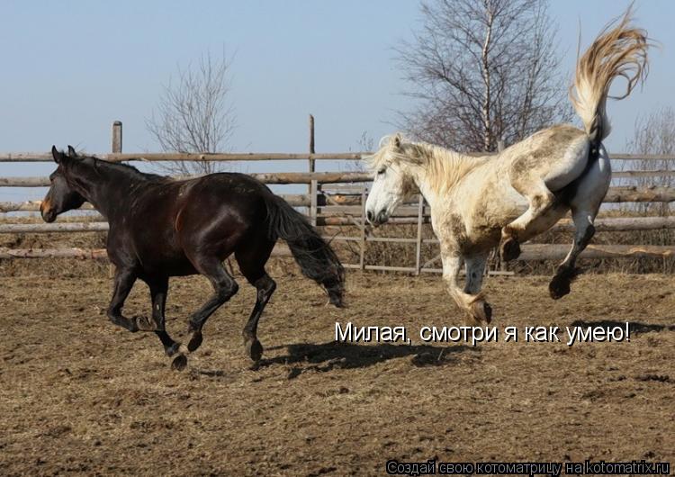 Милая, смотри я как умею!... Котоматрица: Милая, смотри я как умею!