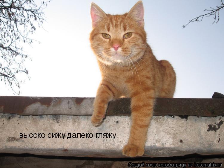 высоко сижу далеко гляжу... Котоматрица: высоко сижу далеко гляжу