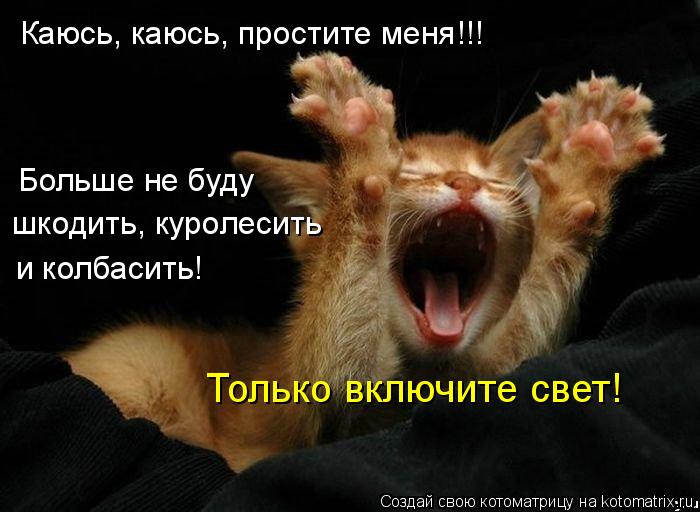 Каюсь, каюсь, простите меня!!! Больше не буду шкодить, куролесить и колбасить! Только включите свет!... Котоматрица: Каюсь, каюсь, простите меня!!! Больше не буду шкодить, куролесить и колбасить! Только включите свет!