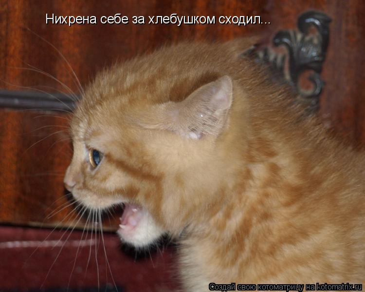 Котоматрица: Нихрена себе за хлебушком сходил...
