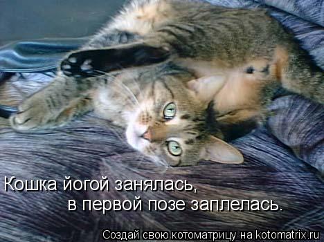 Кошка йогой занялась, в первой позе заплелась.... Котоматрица: Кошка йогой занялась, в первой позе заплелась.