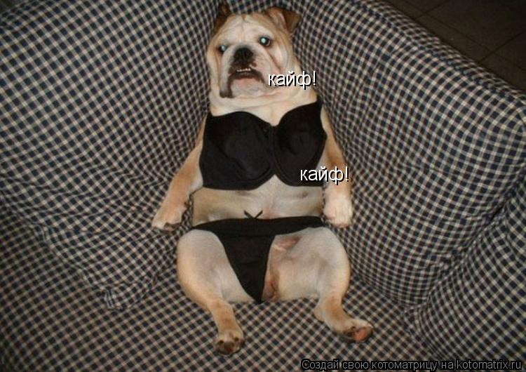 Котоматрица: кайф! кайф!