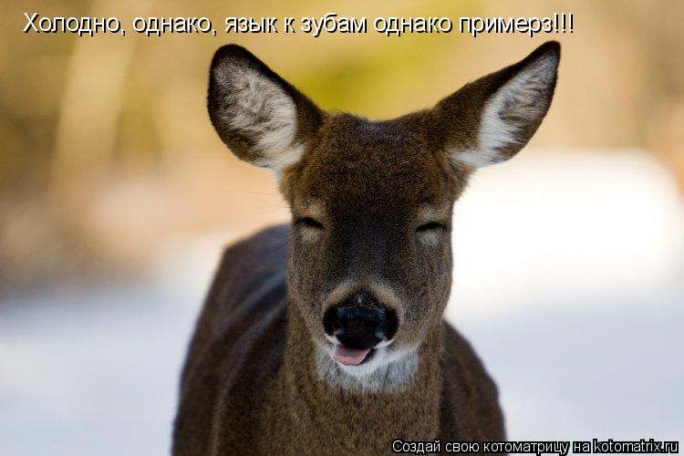 Холодно, однако, язык к зубам однако примерз!!!... Котоматрица: Холодно, однако, язык к зубам однако примерз!!!