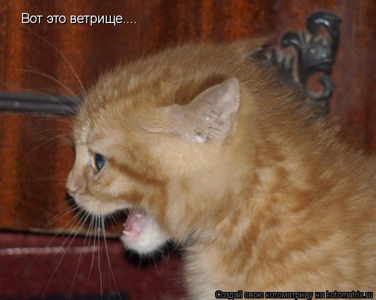 Вот это ветрище....... Котоматрица: Вот это ветрище....