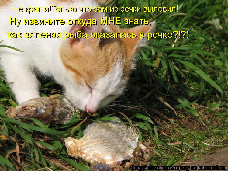 Котоматрица: Не крал я!Только что сам из речки выловил! Ну извините,откуда МНЕ знать, как вяленая рыба оказалась в речке?!?!