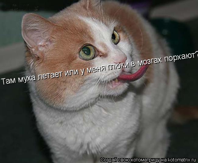 Котоматрица: Там муха летает или у меня глюки в мозгах порхают?!