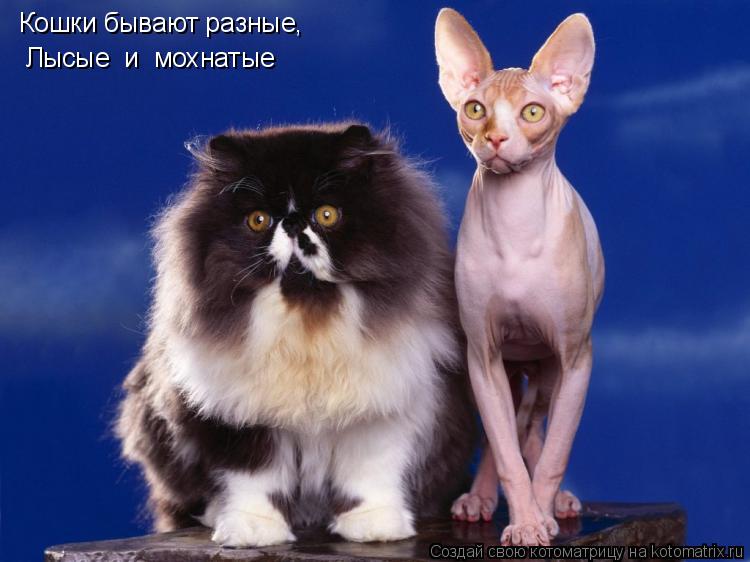 Котоматрица: Кошки бывают разные,  Лысые  и  мохнатые