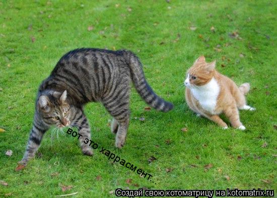 Котоматрица: вот это харрасмент...