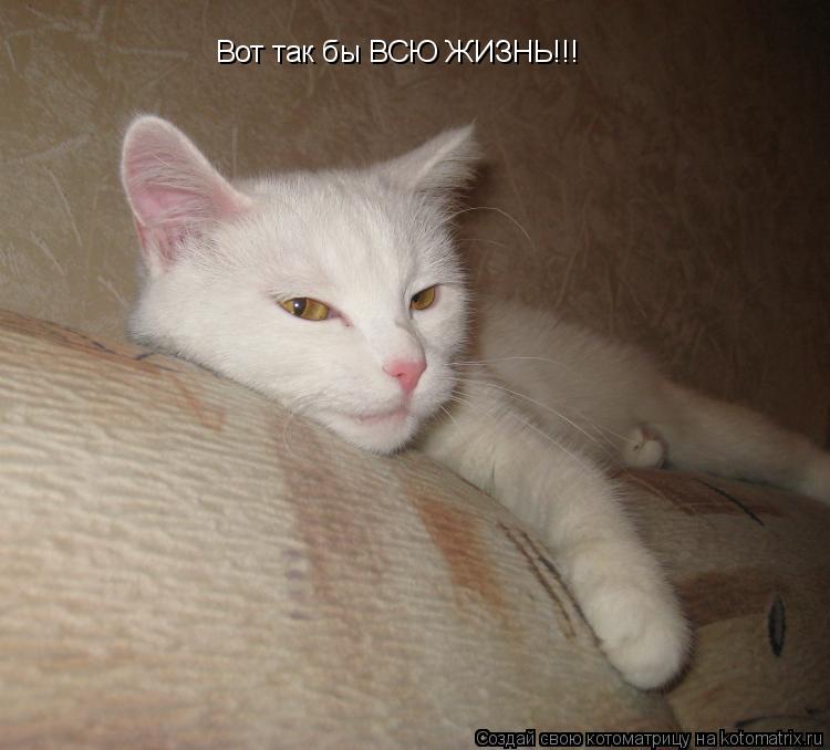 Котоматрица: Вот так бы ВСЮ ЖИЗНЬ!!!