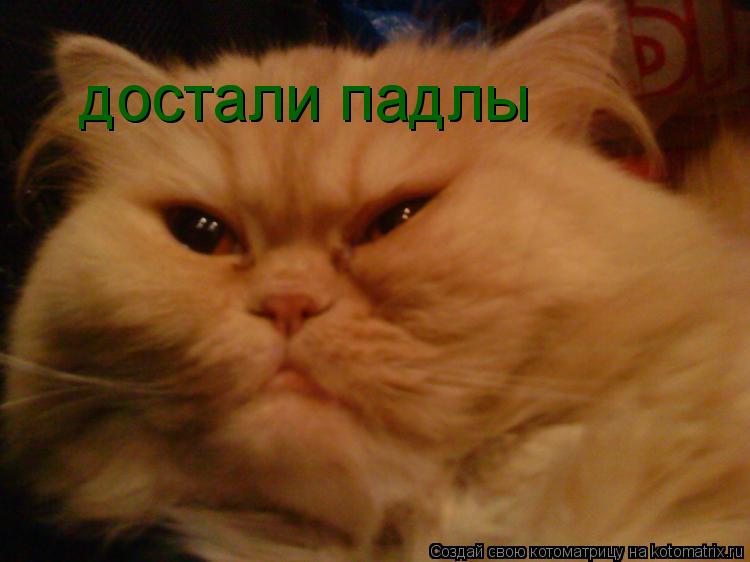 достали падлы... Котоматрица: достали падлы