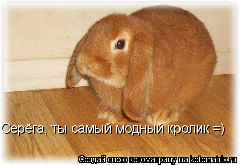 Котоматрица: Серёга, ты самый модный кролик =)